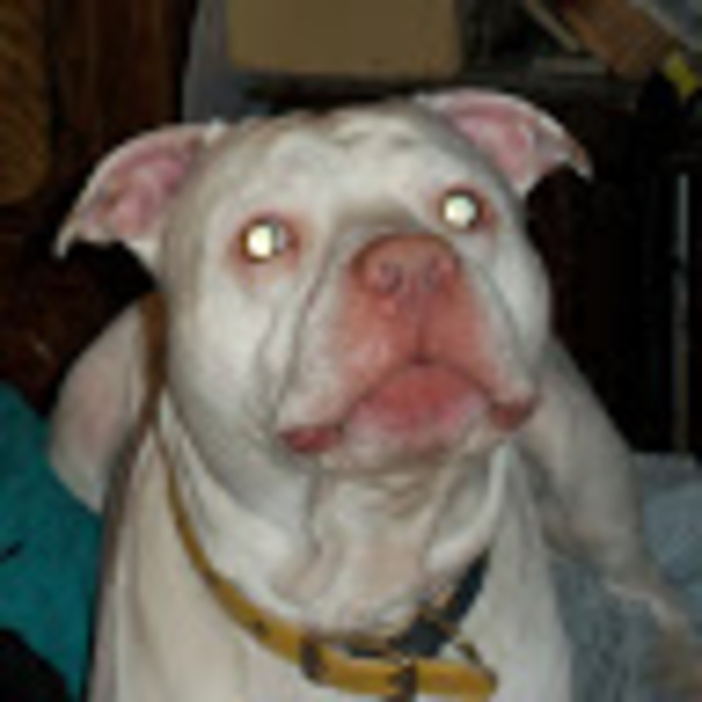 Meet your Posher, Brian